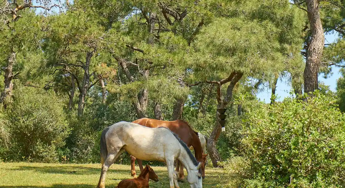 A group of horses grazing in a sunlit pasture, with trees in the background.