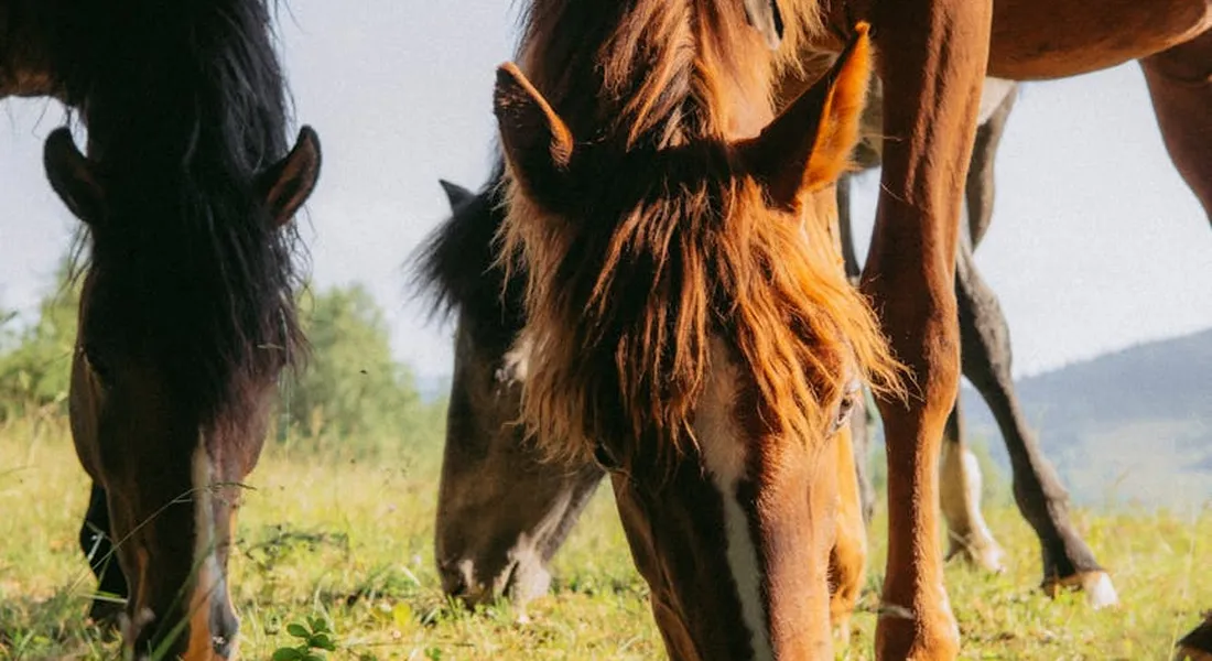 Three horses grazing in a sunlit grassy field