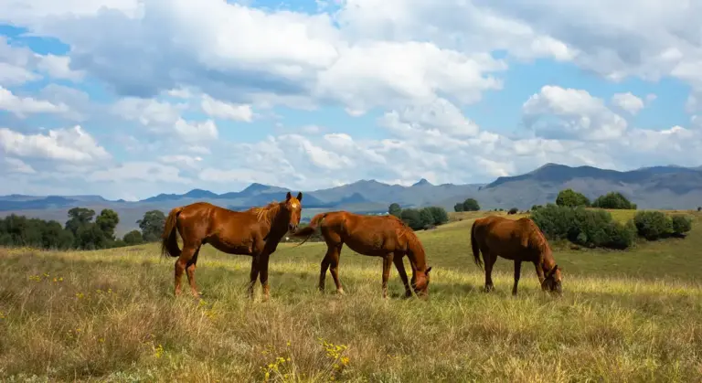 Three horses grazing in a sunny meadow with distant mountains under a blue sky.