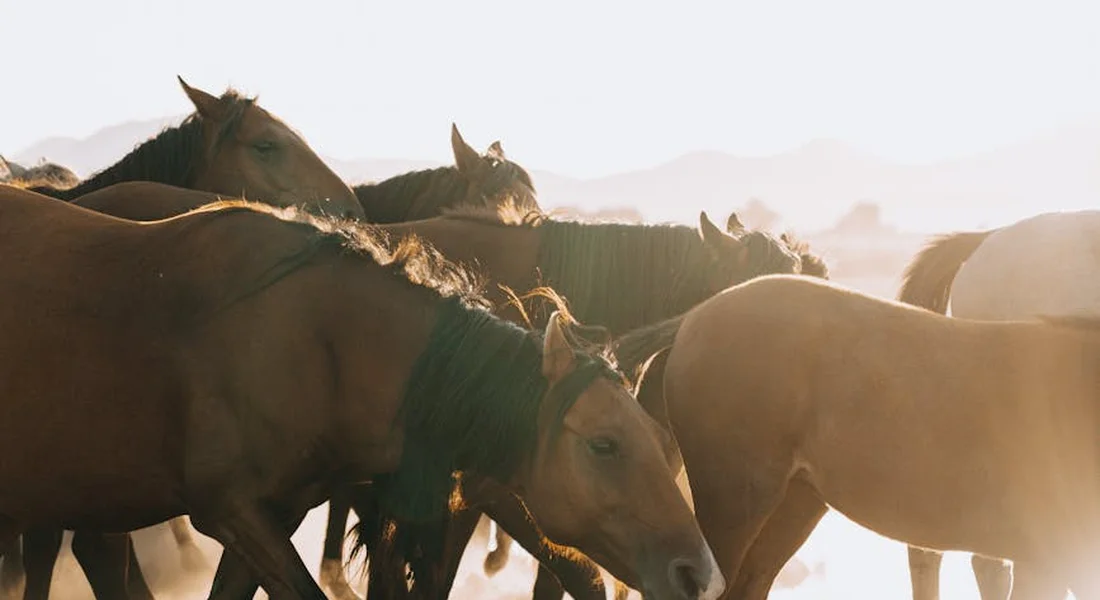 Herd of horses walking together in a dusty, sunlit landscape, highlighting strong legs and the role of tendons and ligaments in energy storage during movement.