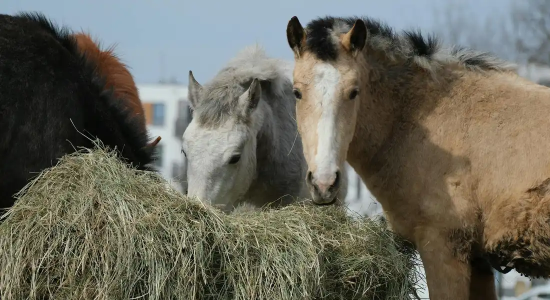 Three horses gather around a large hay bale outdoors, focusing on eating hay
