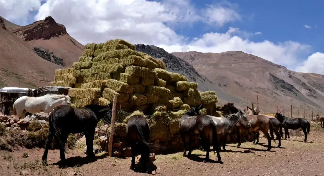Horses stand around a pyramid of hay bales in a dry, mountainous landscape.