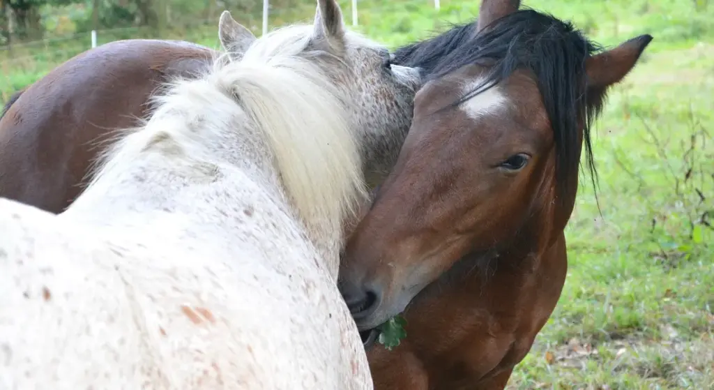 Why Do Horses Rub Their Heads on You? Decoding Affection, Itches, and Signals