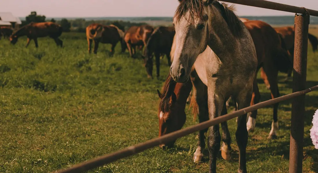 Gray horse close to the camera by a wooden fence, with other horses grazing in a grassy paddock in the background.