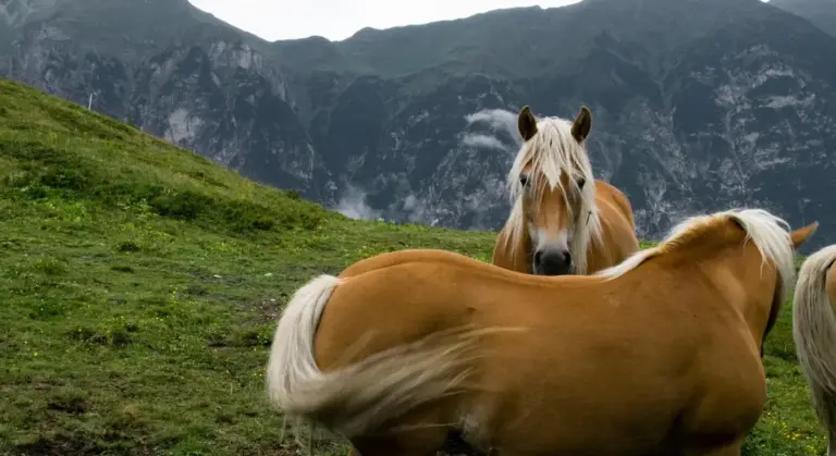 Two horses in a grassy hillside pasture with mountains in the background; one horse facing the camera while another turns away, illustrating herd dynamics.