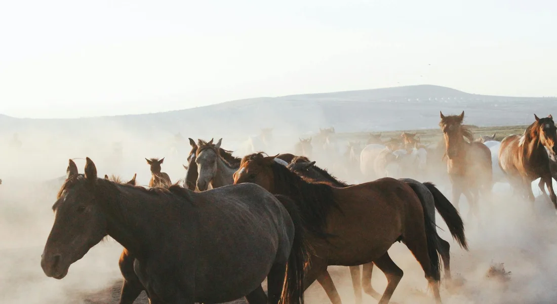 A dynamic herd of horses galloping through a dusty landscape, highlighting strong social bonds in a group.