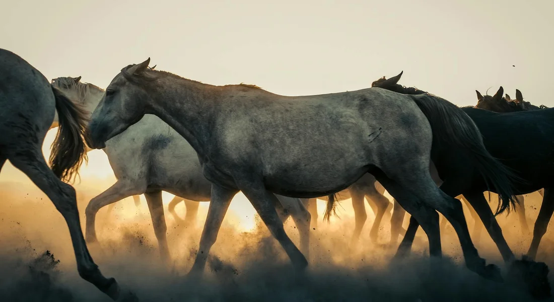 Horses in a dusty herd at sunset, moving together in a close group.
