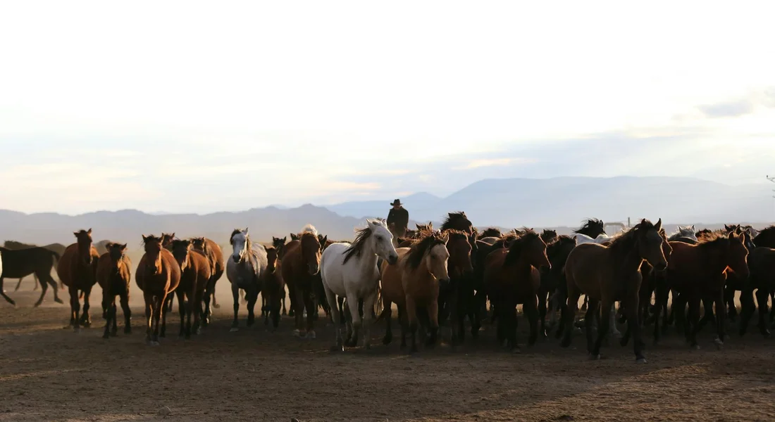 A large herd of horses standing together on a dusty open plain with distant mountains; a rider sits on a white horse near the center.