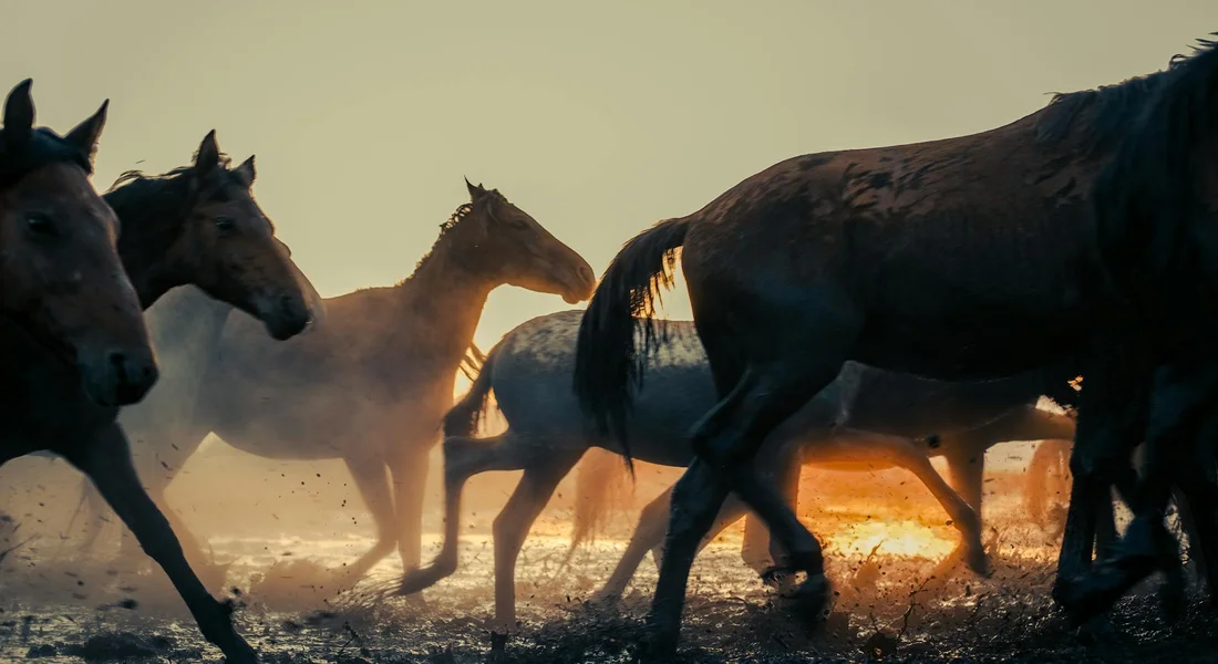 A herd of horses running together in a dusty field at sunset, their silhouettes and flowing manes illustrating dynamic social interaction within the group.