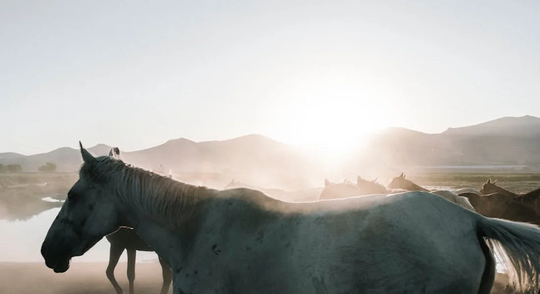 Two horses in a sunlit, dusty field at dawn with a hazy horizon, illustrating natural herd dynamics.