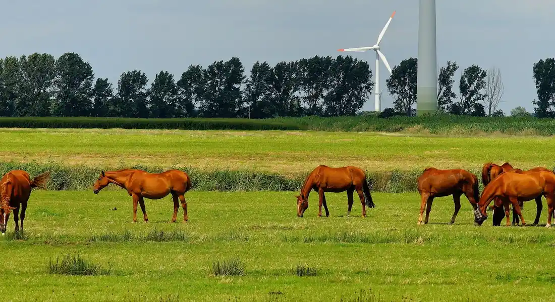 Brown horses grazing in a green field with wind turbines in the background