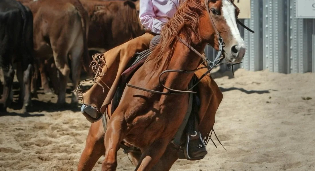 Horses galloping in a dusty riding arena with a rider on a chestnut horse in the foreground.