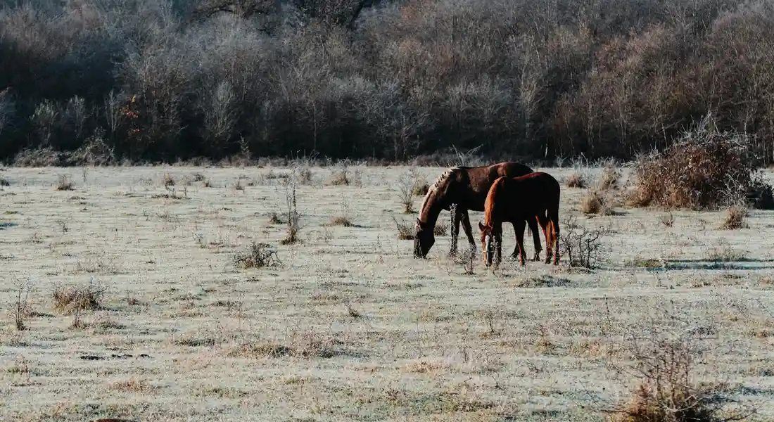 Two horses grazing in a dry, open field with sparse vegetation and a distant treeline.