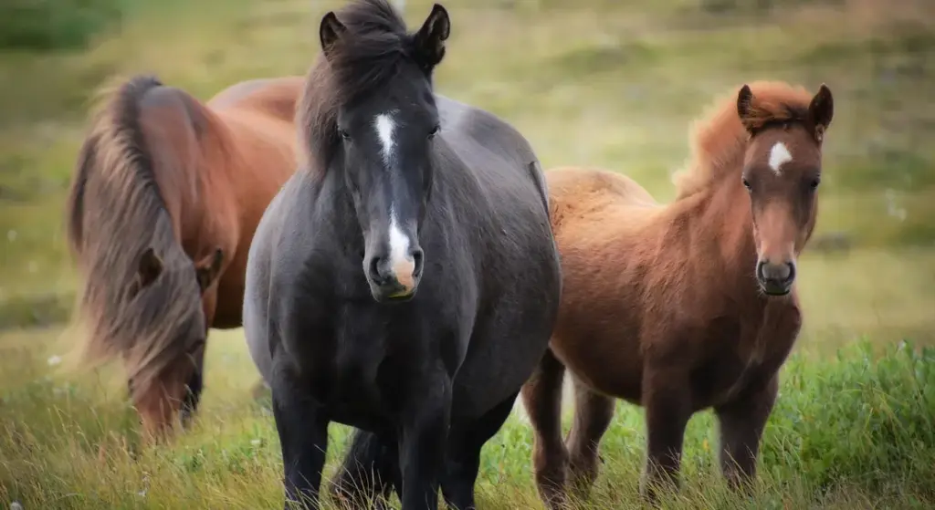 Can Horses Eat Oregano and Thyme? Your Guide to Safe Herbs for Equine Diets