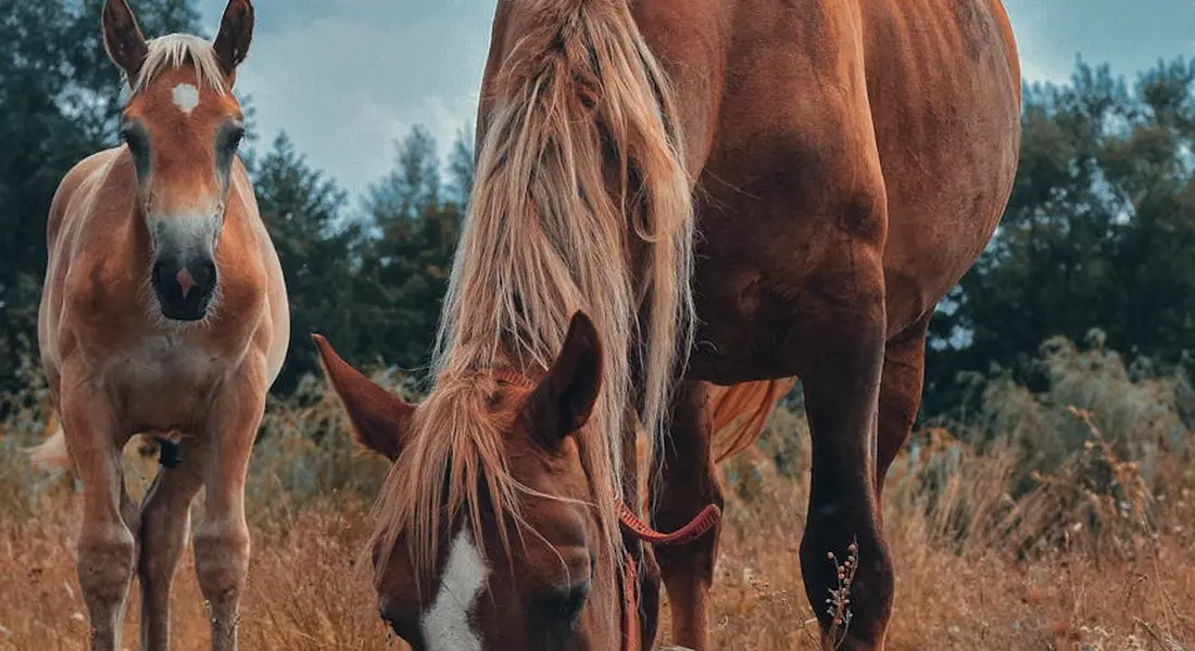 Three horses in a sunlit field, including a foal on the left, grazing among tall grasses.