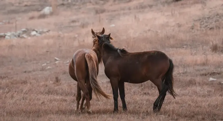 Two horses standing in a dry, grassy field