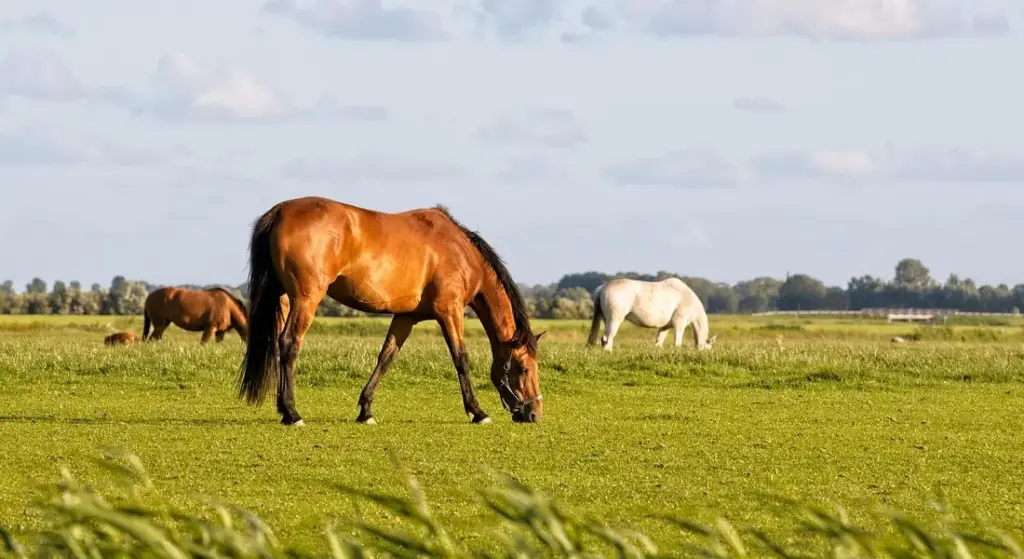 Why Do Horses Eat Dirt and Bark? Understanding Normal Behavior vs. Health Alarms