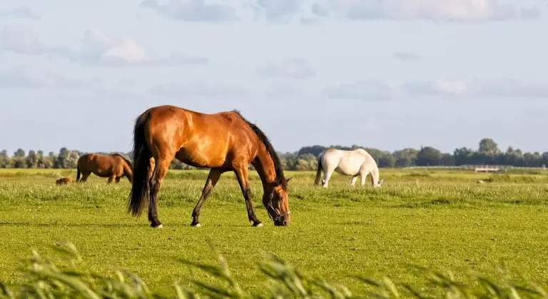 Brown horse grazing in a green pasture with a pale white horse in the background under a blue sky.