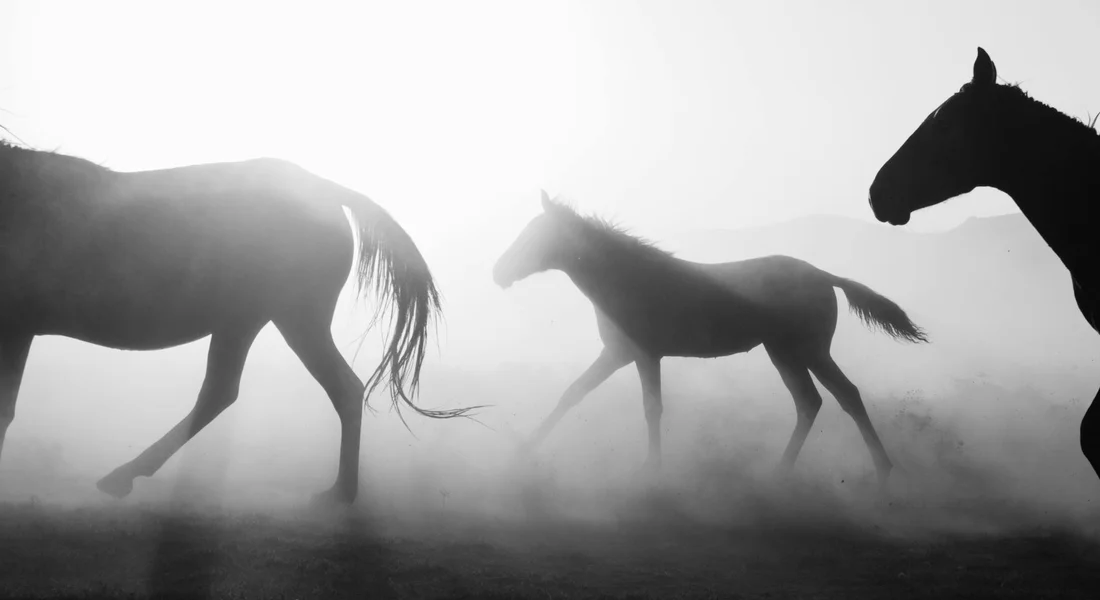 Silhouettes of horses running together through a misty, foggy landscape