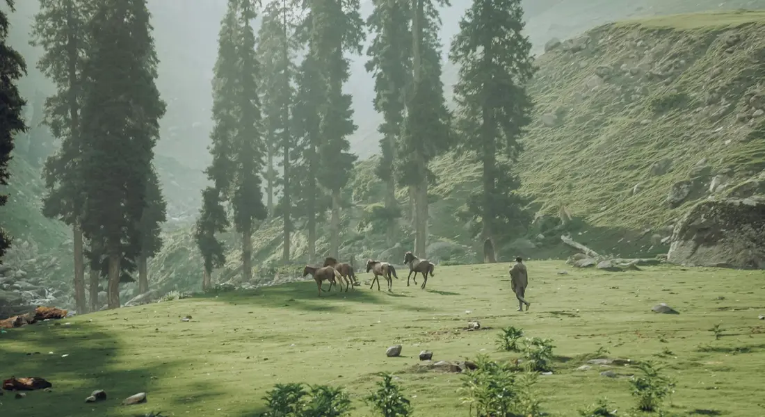 A small group of horses graze in a green meadow surrounded by tall pine trees and a hillside, with a person walking nearby.