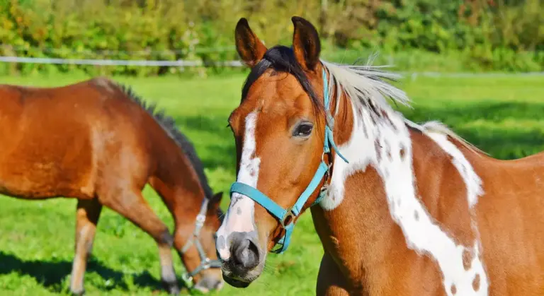 Two horses grazing in a sunny green field; the foreground horse wears a blue halter.