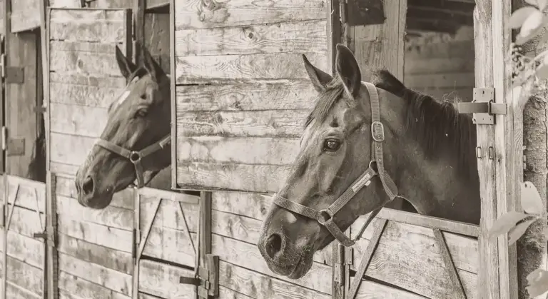 Two horses peering from wooden barn stalls in a black-and-white photograph.