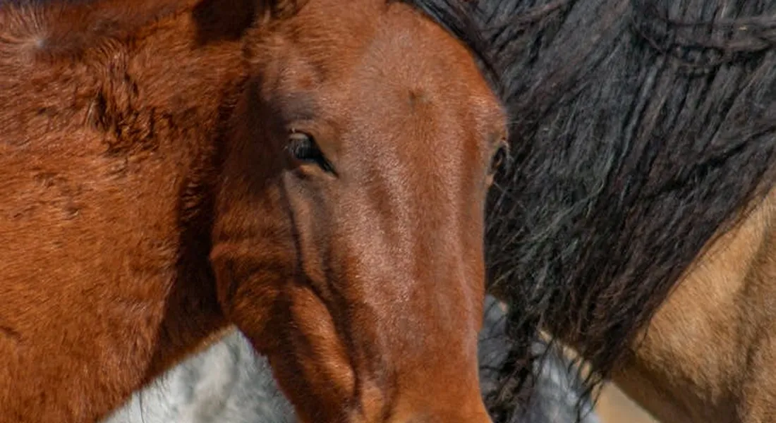 Close-up of two horses' heads, a chestnut horse on the left and a dark-maned horse on the right, standing close together.