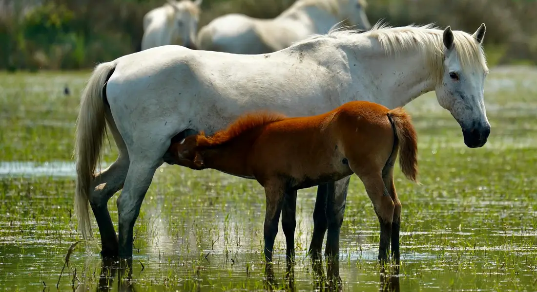 A white mare stands in a muddy pasture beside a brown foal.