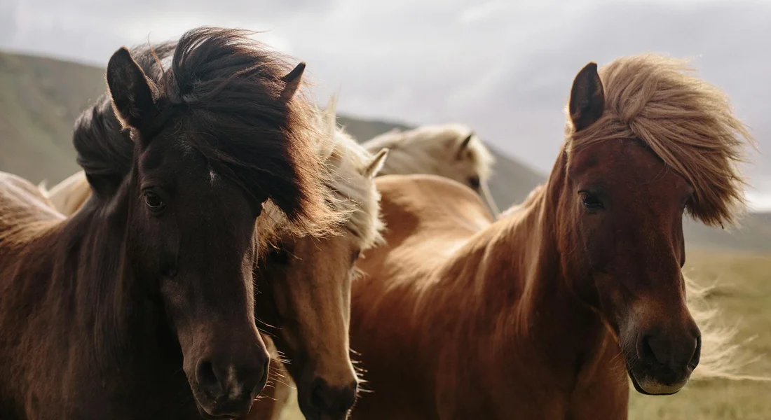 Close-up of three horses standing in a grassy landscape with hills in the background.