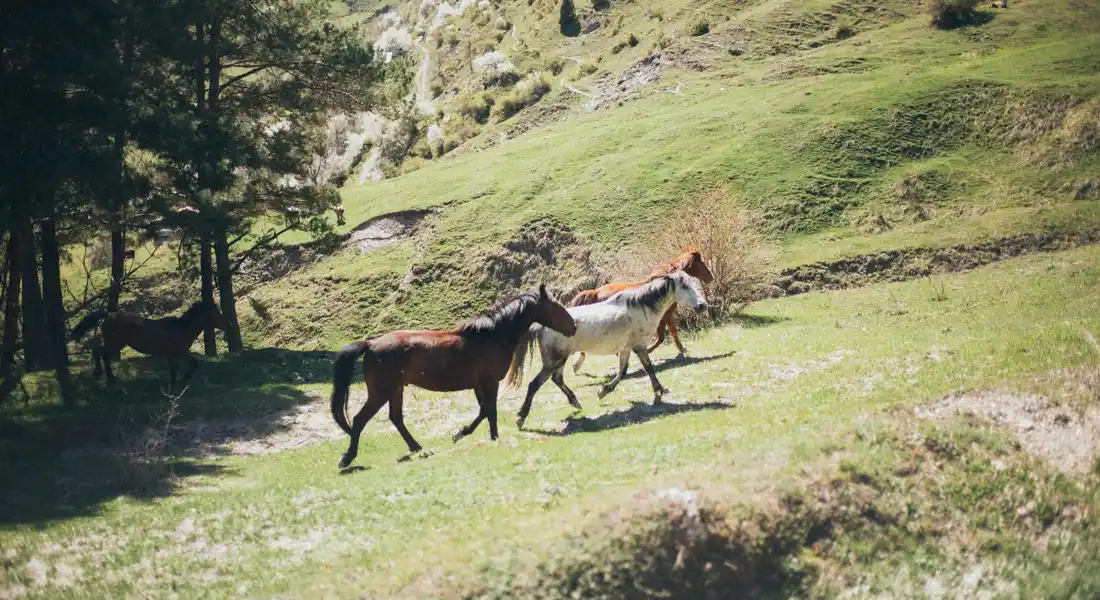 Three horses walking across a sunlit hillside paddock with trees and gentle slopes.