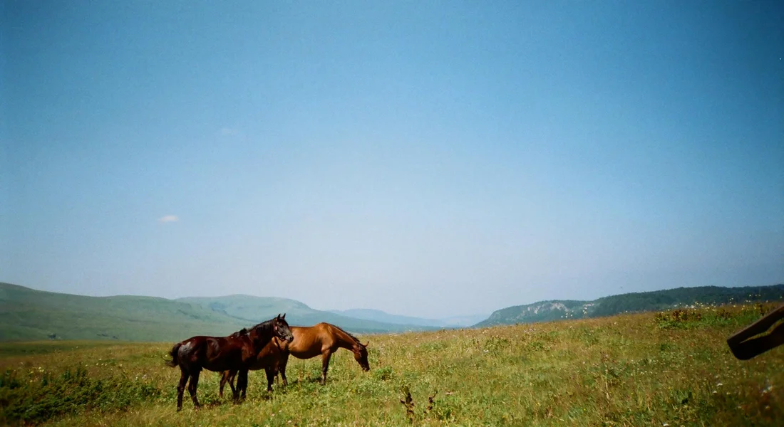 Three horses grazing in a wide open pasture under a clear blue sky with rolling hills in the distance