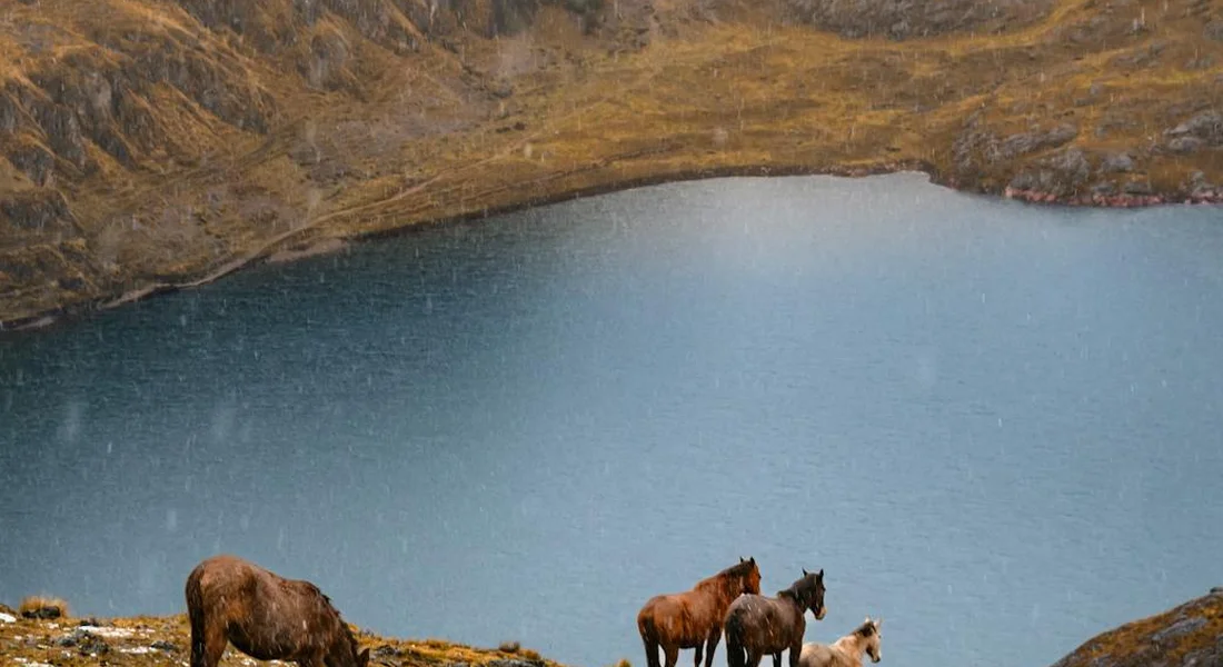 Horses standing by a calm blue lake surrounded by rocky hills in a natural pasture.