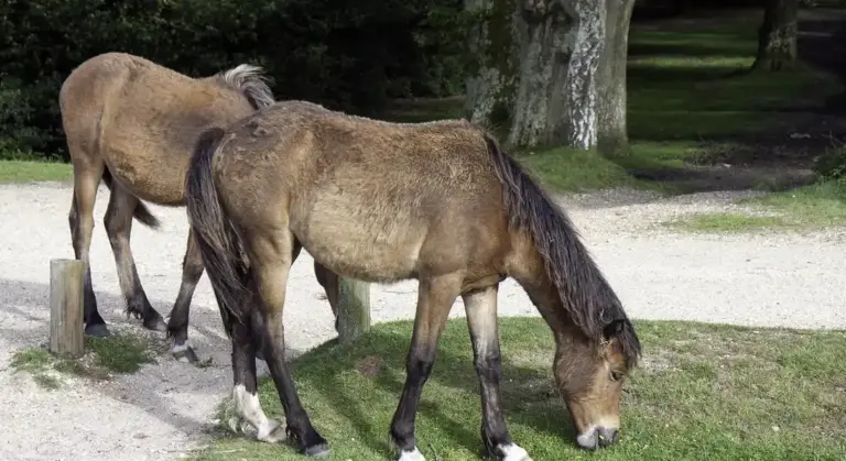 Two horses grazing in a pasture, illustrating feeding practices and the topic of tropical fruit safety for equine diets.