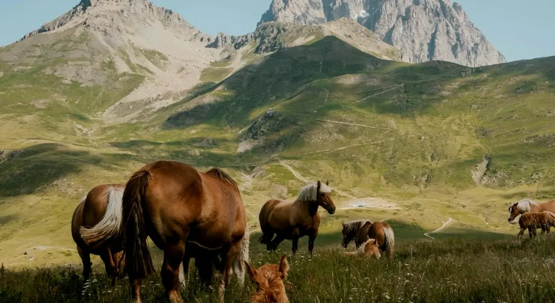 Horses grazing in a lush mountain meadow with rocky hills in the distance.