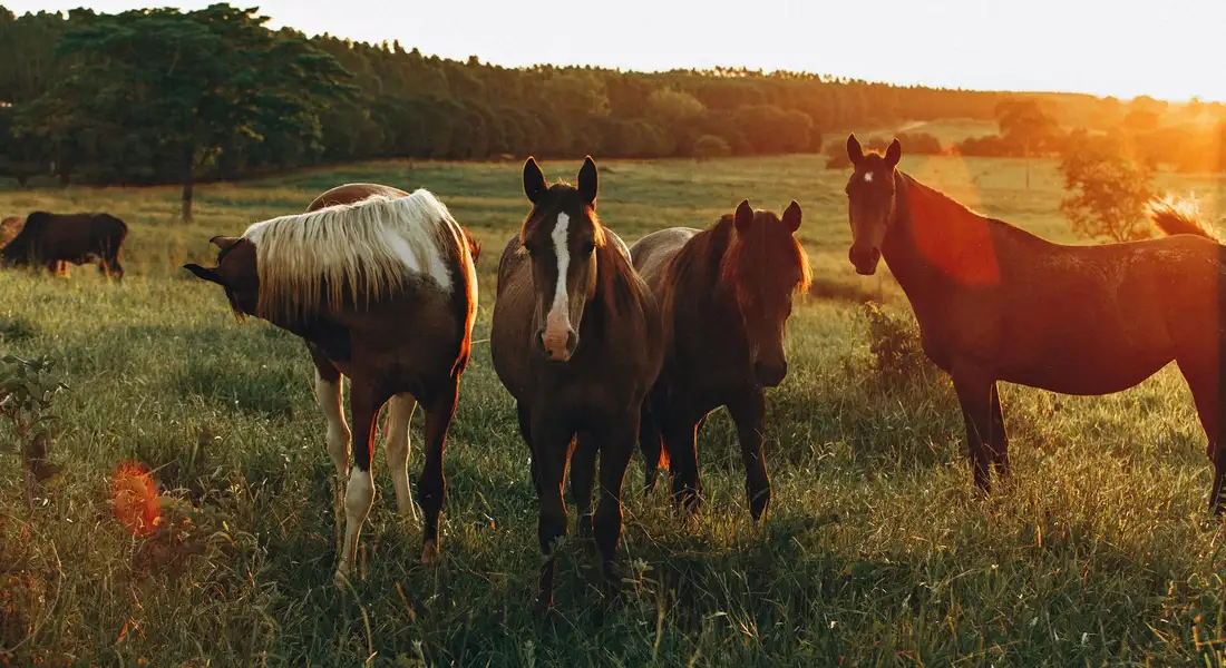 A group of horses grazing in a sunlit field at sunset