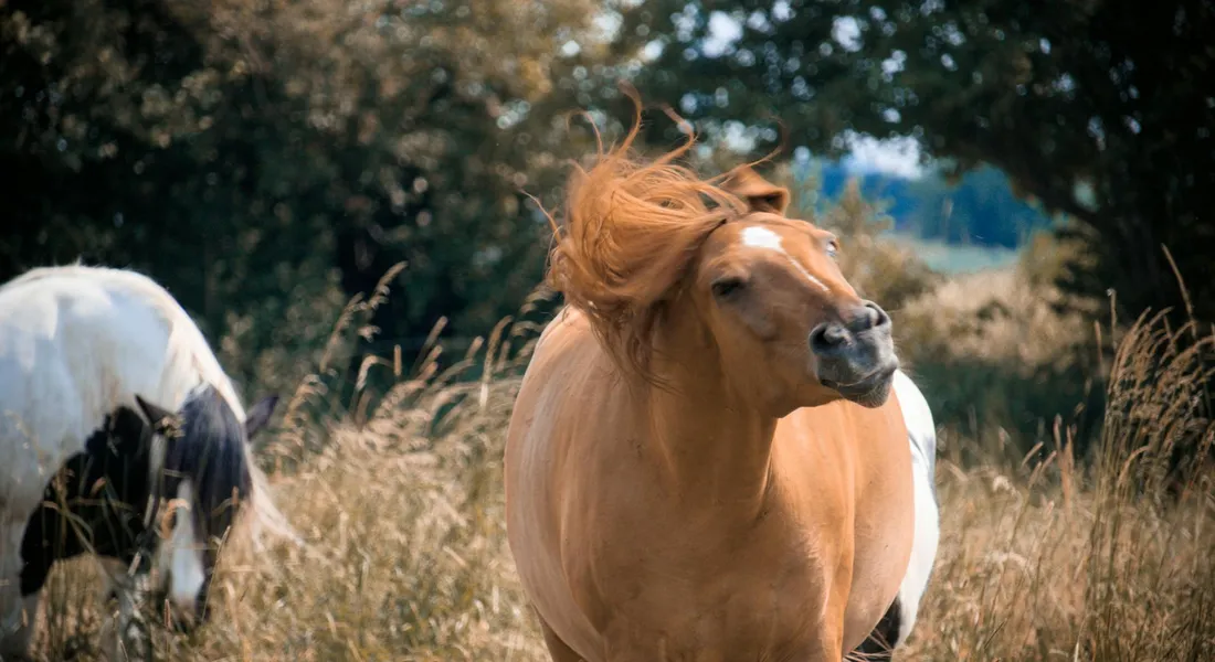 Two horses grazing in a sunny pasture with tall grasses and trees in the background.