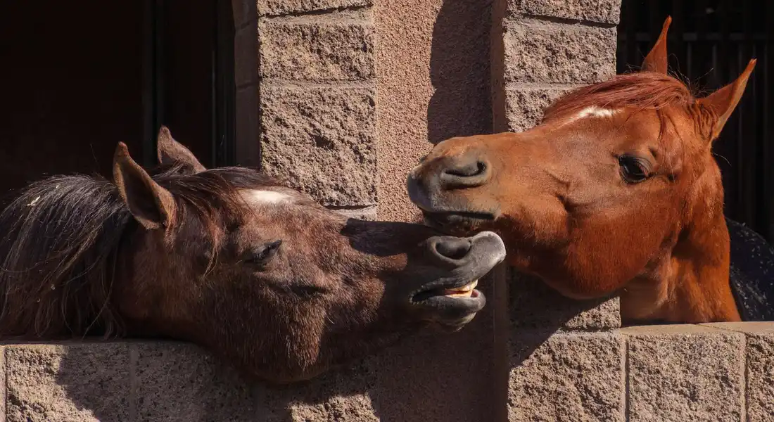 Two horses with their heads over a brick wall, facing each other in close social contact, illustrating a moment of interaction that can reflect bonding or potential stress when play is limited.