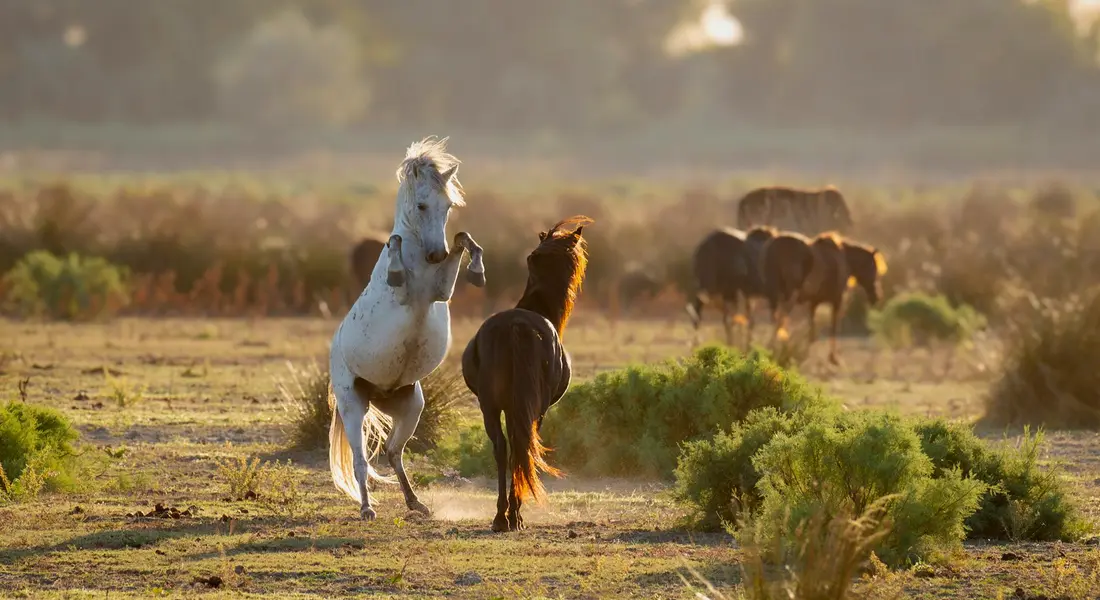 A white horse rears up in a sunlit field beside a brown horse, with a distant herd in the background.