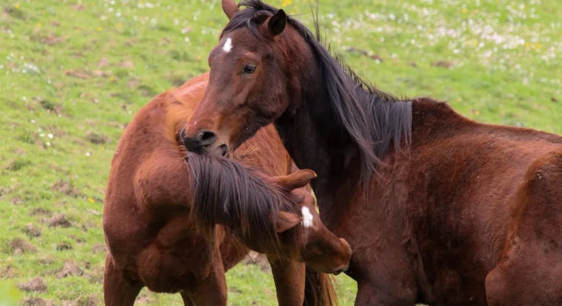 Two brown horses in a grassy field interact playfully, with a foal-like companion between them, illustrating social play across life stages.