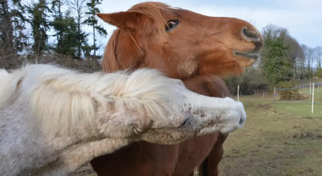 How Do Horses Play? Understanding Their Social and Play Behavior