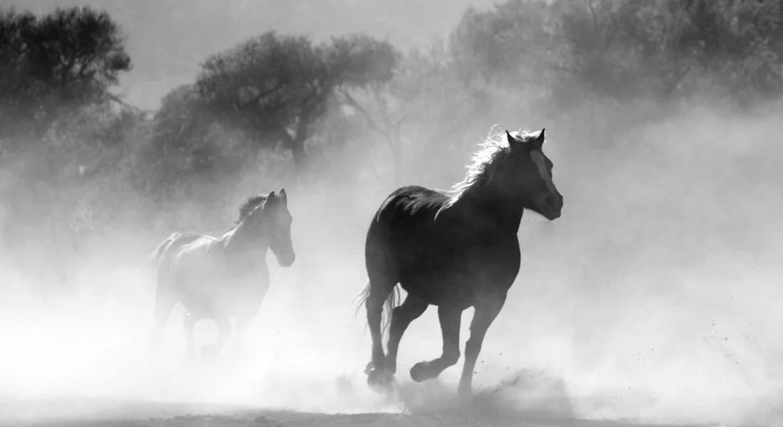 Two horses gallop through a dusty field in a black-and-white photograph.