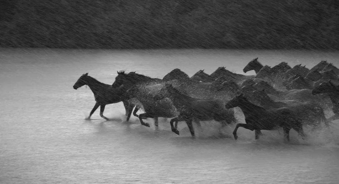A group of horses gallop through shallow water in a rainstorm, captured in black and white.