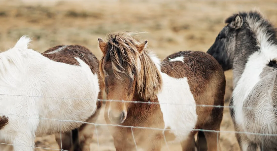 Horses gathered along a low fence, facing the camera with alert but calm postures, illustrating herd awareness as they assess a potential newcomer.