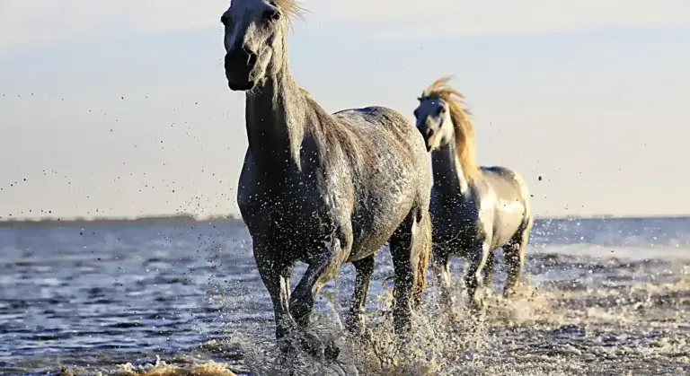 Two gray horses gallop through shallow water along a sandy beach, splashing as they run.