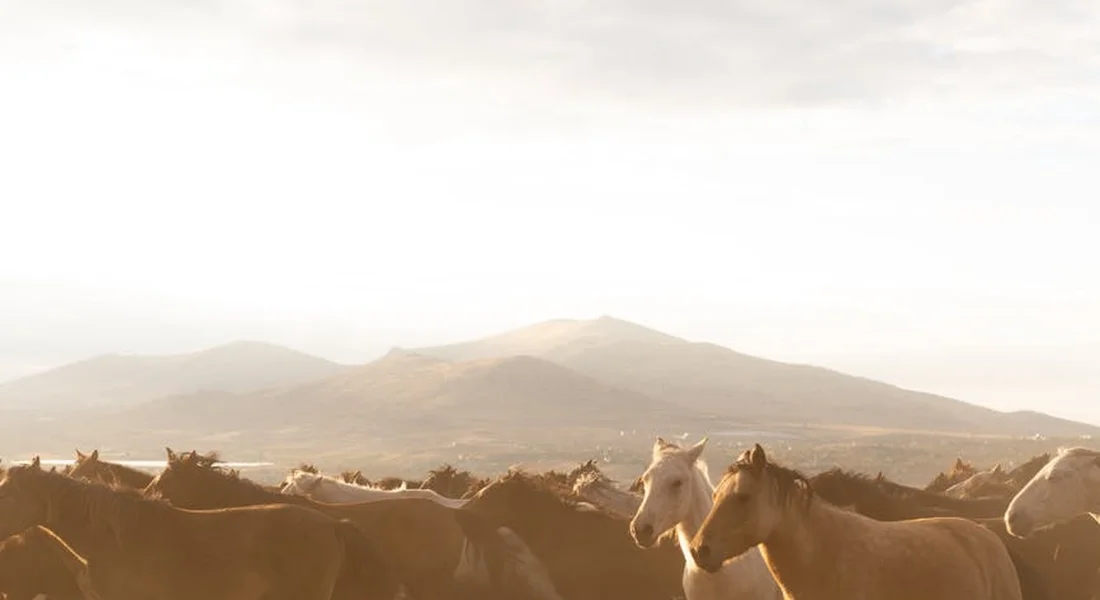 A herd of horses running across a sunlit field with distant mountains in the background.