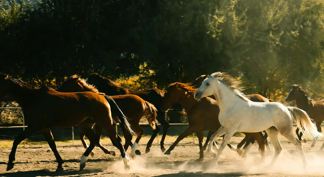 A group of horses running together in a dusty arena, led by a white horse