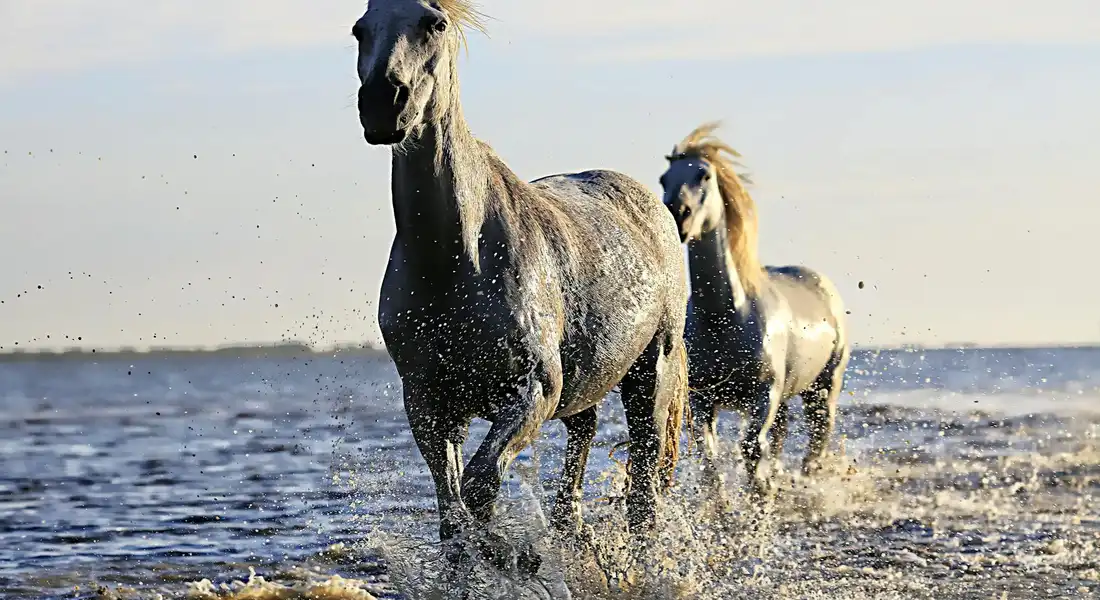 Two horses run through shallow water along a beach, splashing as they gallop.