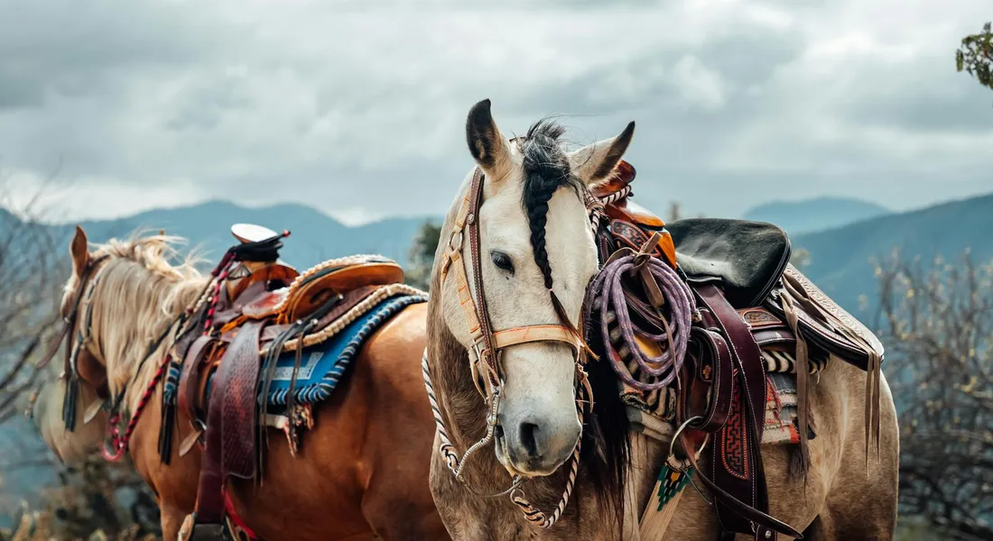 Three horses outdoors wearing saddles with harness and tack, mountains in the background.