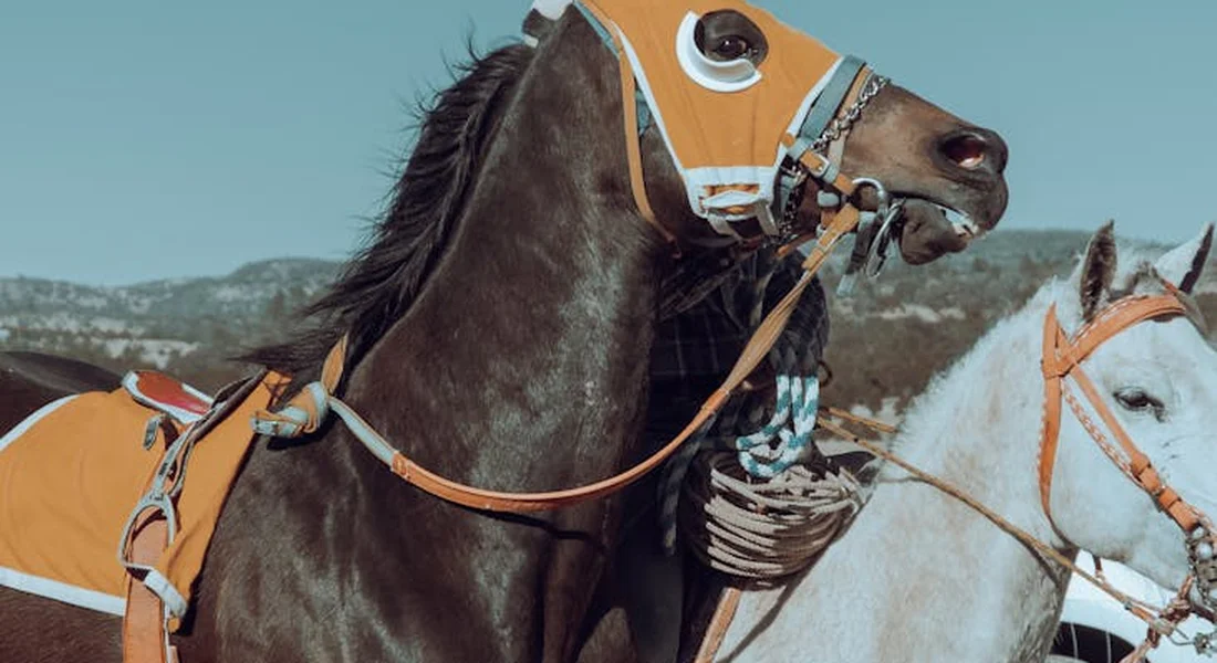 Two horses wearing bright orange bridles and nosebands in a sunny outdoor setting.