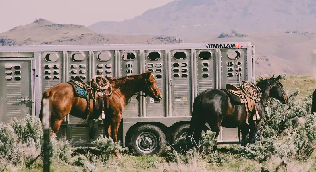 Two saddled horses stand beside a horse trailer in a dry, desert landscape.